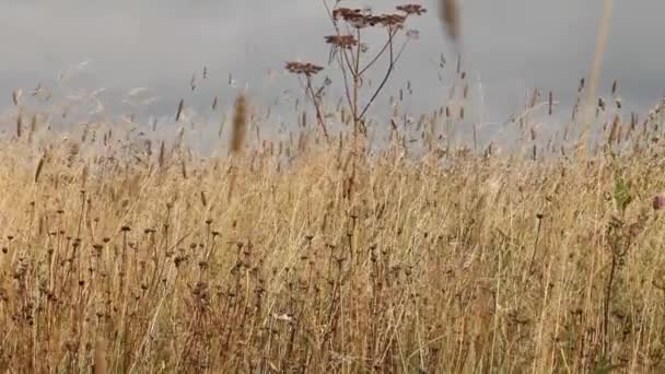 steppe de clip