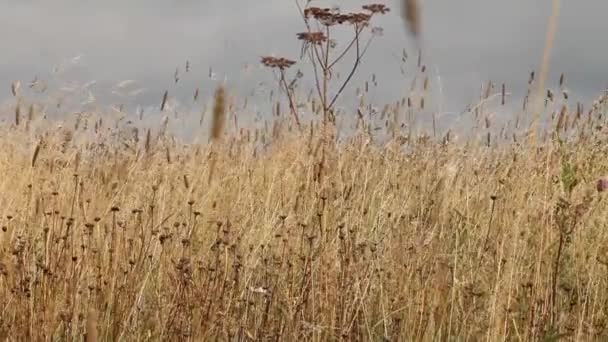 Clip estepa — Vídeos de Stock