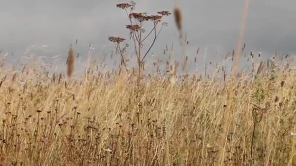 Steppe