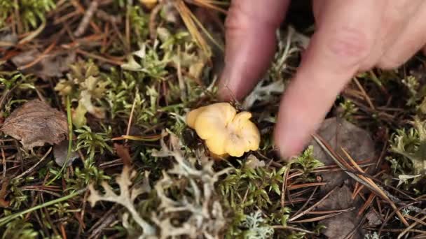 Picking Mushrooms — Stock Video