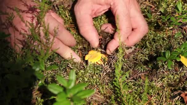 Recogiendo Chanterelles — Vídeo de stock