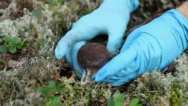 Recoger bolete hongo — Vídeo de stock