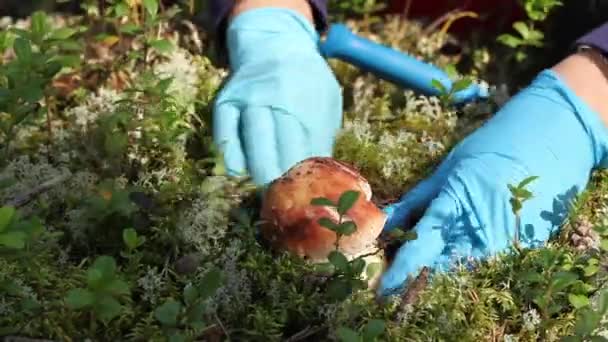 Obří houby — Stock video