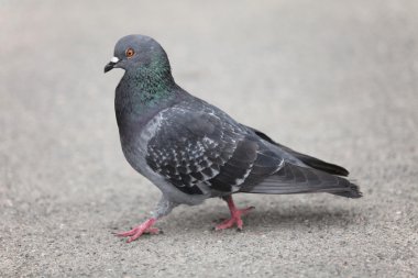 Pigeon walking clipart