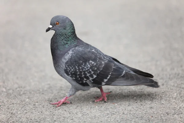 Pigeon walking — Stock Photo, Image