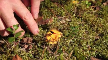 Sarı chanterelles