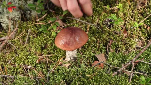 Tappo marrone boletus — Video Stock