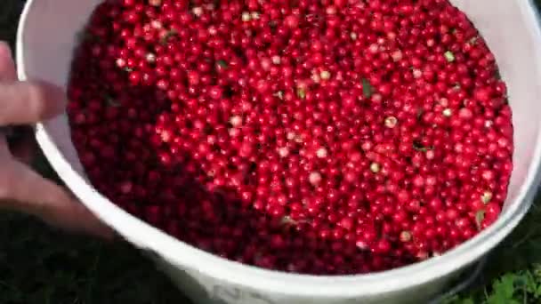 Bucket of cowberry — Stock Video