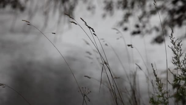 秋天的雨 — 图库视频影像