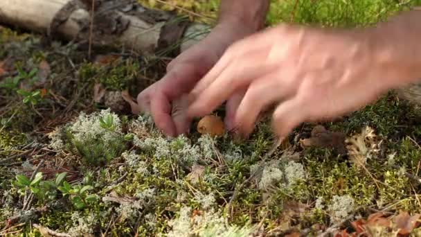 Tiny mushroom — Stock Video