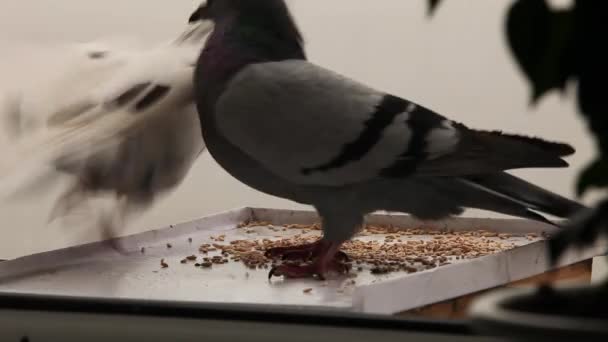 Greedy pigeon — Stock Video