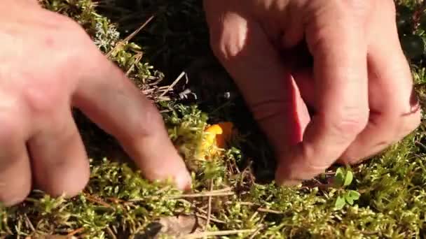 Chanterelle amarelo — Vídeo de Stock