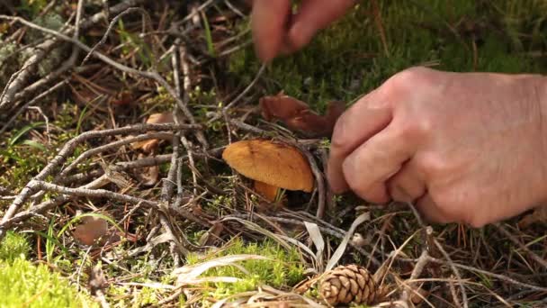 Champignon — Video