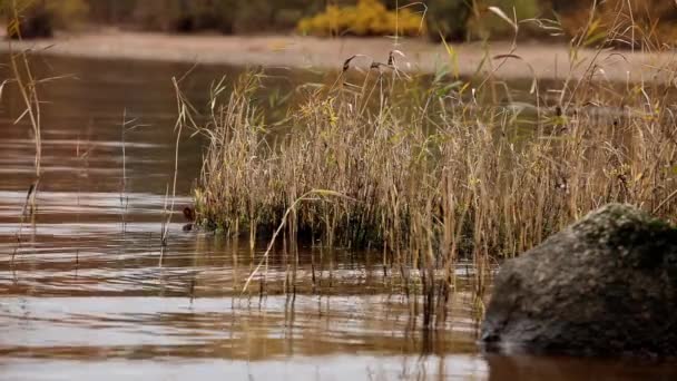 Lago en otoño — Vídeos de Stock