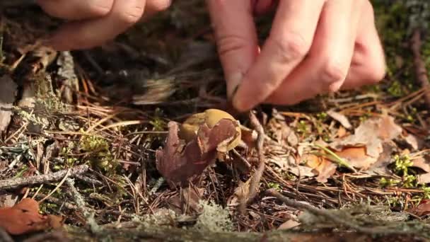 蘑菇；蘑菇 — 图库视频影像