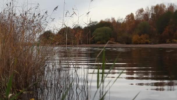 Flussufer im Herbst — Stockvideo