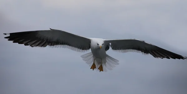 White seagull the flying — Stock Photo, Image