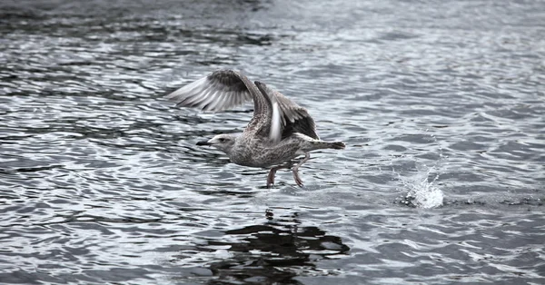 Pescăruș gri zborul — Fotografie, imagine de stoc