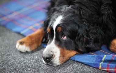 büyük köpek st. bernard köpeği