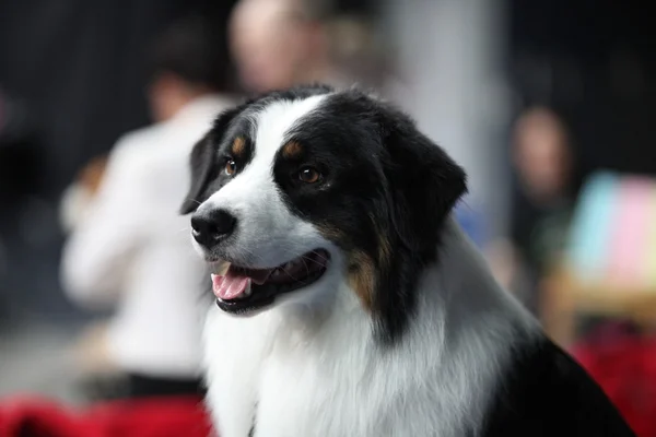 Retrato de um cão grande São Bernardo cão — Fotografia de Stock
