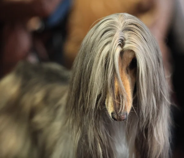 Afghan hound — Stock Photo, Image