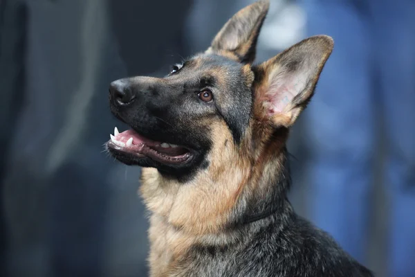 Pastor alemán perro — Foto de Stock