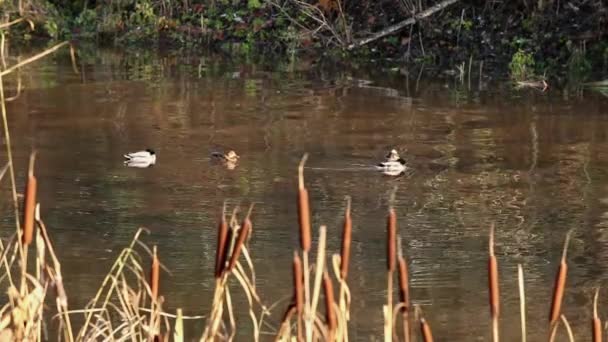 Pato durmiendo i — Vídeo de stock