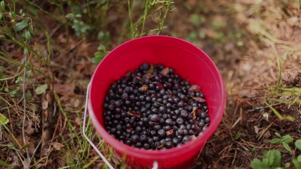 Eimer mit Blaubeeren — Stockvideo