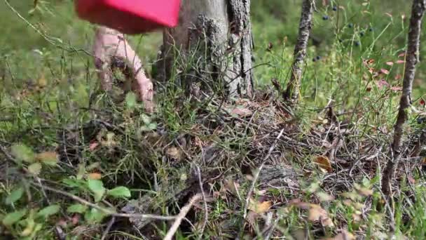 Berry picking — Stock Video