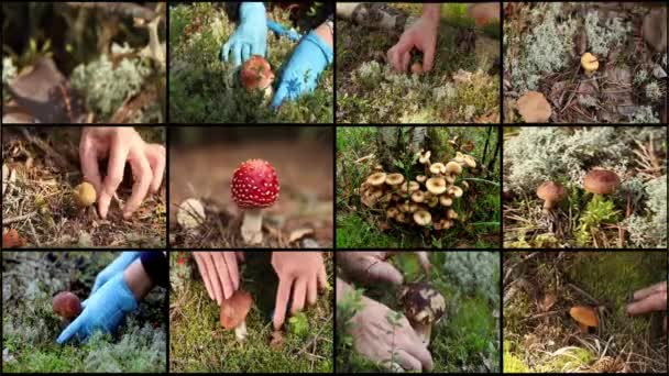 Mushrooms and berries montage — Stock Video