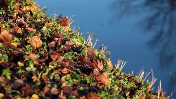 Feuilles tombées — Video