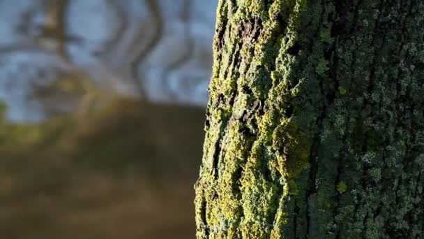 Viejo árbol junto al agua — Vídeo de stock