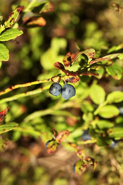 Yaban mersini — Stok fotoğraf