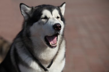 Siberian dış yapraklar