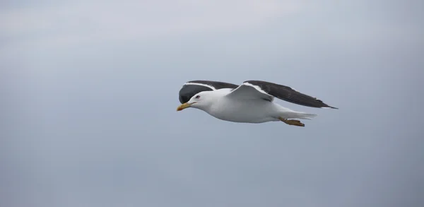 Måke – stockfoto