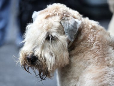 Airedale terrier