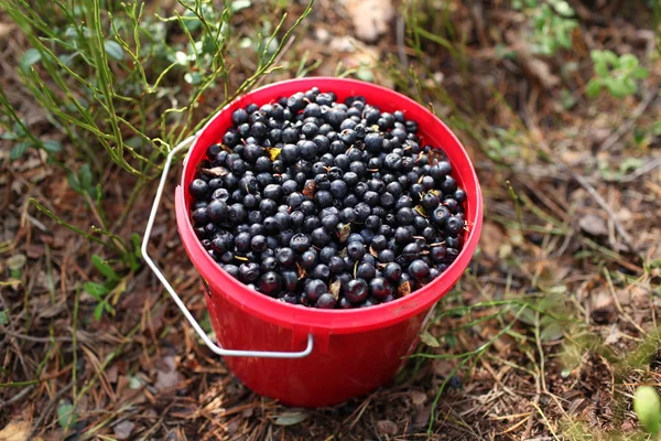 Bucket of a blueberry — стоковое фото