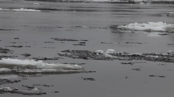 Fluxo de gelo no rio — Vídeo de Stock