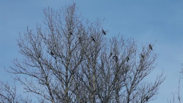 Cuervos en un árbol — Vídeos de Stock