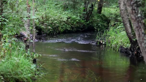 Mäandernder Waldbach — Stockvideo