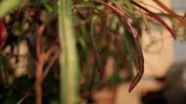 hareket halinde yeşil çalılar