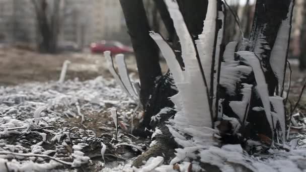 Kar fırtınası — Stok video