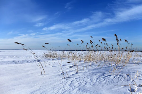 Winter beach — Stock Photo, Image