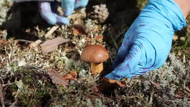 Pilz in der Natur — Stockvideo