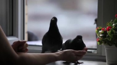 Güvercinler üzerinde pencere