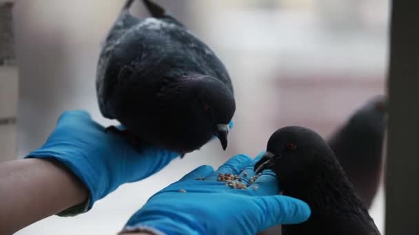 Aves domesticadas — Vídeos de Stock