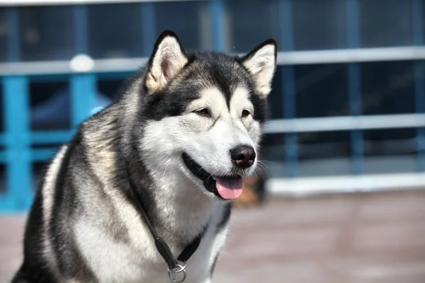 Sibirya huskie — Stok fotoğraf