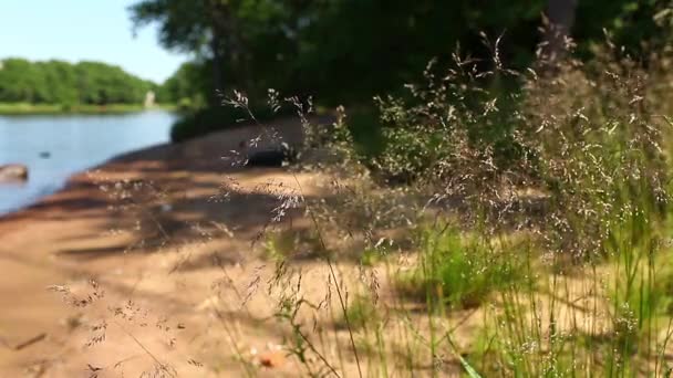 Hierba de campo — Vídeos de Stock