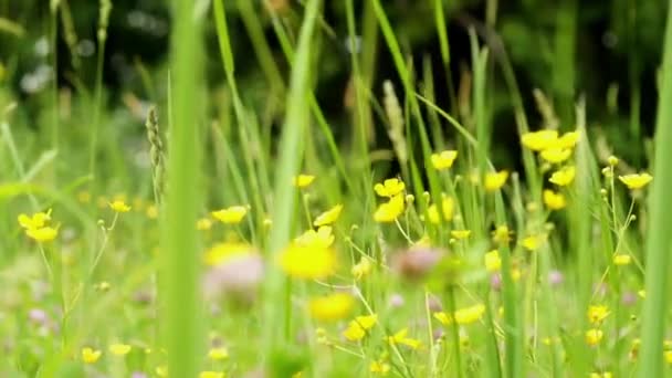 Полевые цветы — стоковое видео