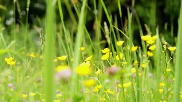 Wilde bloemen — Stockvideo